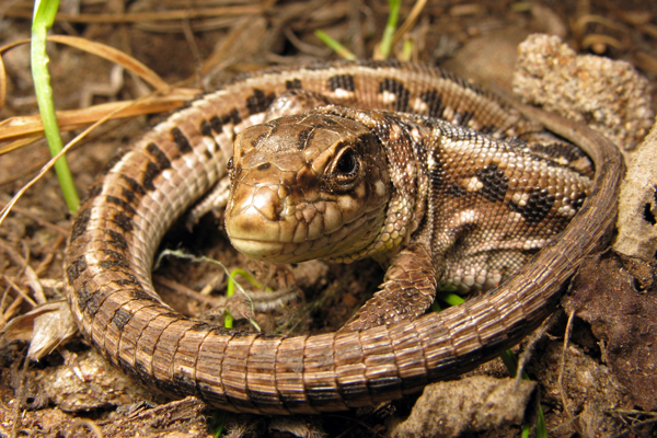 6. Варенова Т.В. Личное пространство.JPG