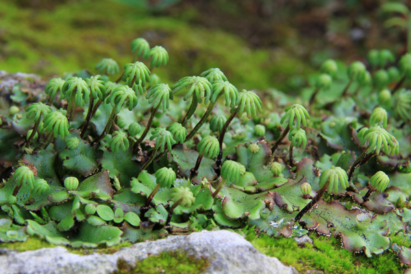 9. Варенов Д.В. Хрупкий мир.JPG