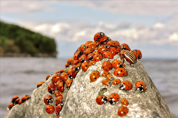 5. Варенова Т.В. Царь горы.jpg