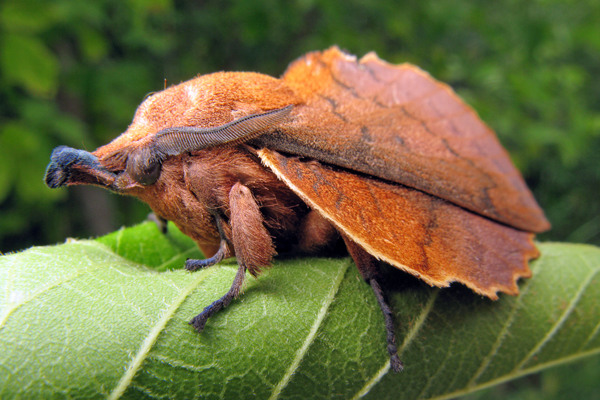 3. Варенова Т.В. Шелкопряд дубоволистный.JPG